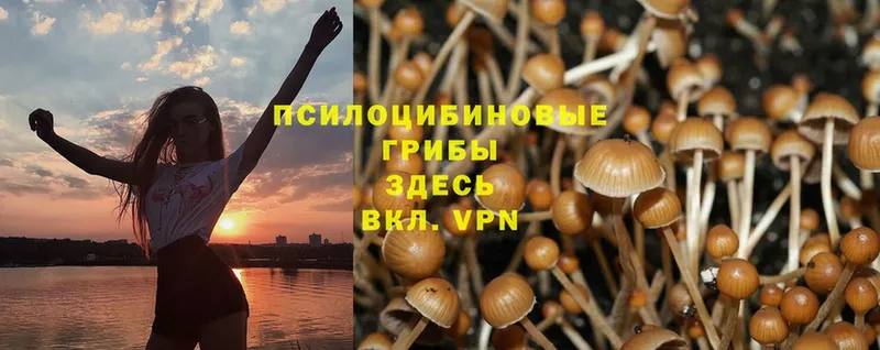 где продают   Волгореченск  Псилоцибиновые грибы MAGIC MUSHROOMS 